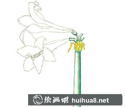 水粉畫教程-朱頂紅的繪制方法