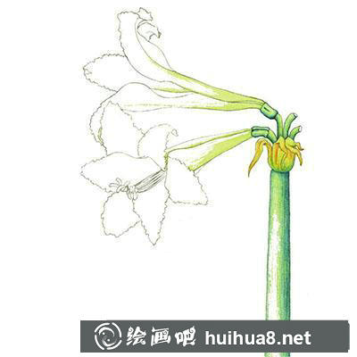 水粉畫教程-朱頂紅的繪制方法