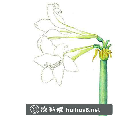 水粉畫教程-朱頂紅的繪制方法