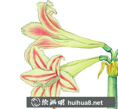 水粉畫教程-朱頂紅的繪制方法