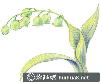 水粉畫教程之怎么畫鈴蘭花