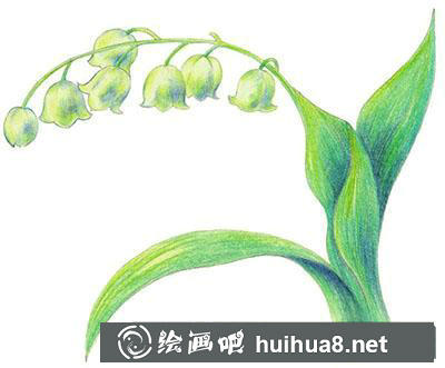 水粉畫教程之怎么畫鈴蘭花