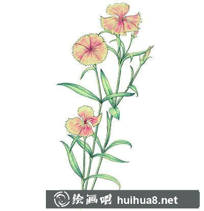 水粉畫教程：怎么畫石竹