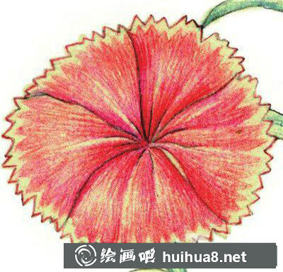 水粉畫教程：怎么畫石竹