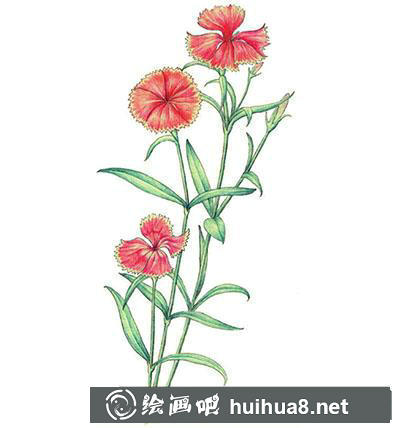 水粉畫教程：怎么畫石竹
