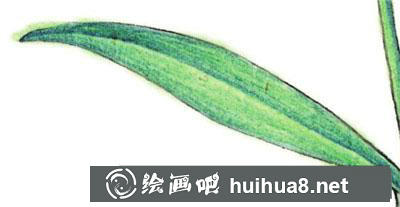水粉畫教程：怎么畫石竹