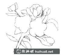 水粉海棠畫(huà)法步驟詳解