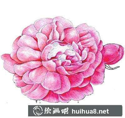 水粉畫教程：玫瑰花的繪制方法