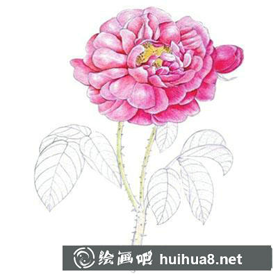 水粉畫教程：玫瑰花的繪制方法
