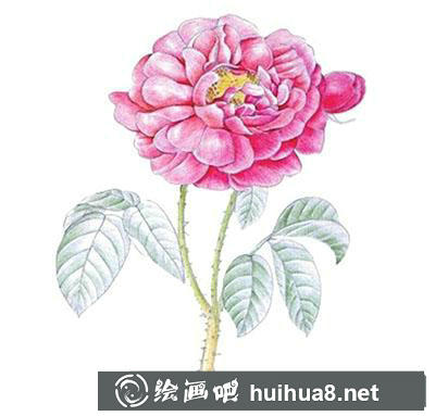 水粉畫教程：玫瑰花的繪制方法