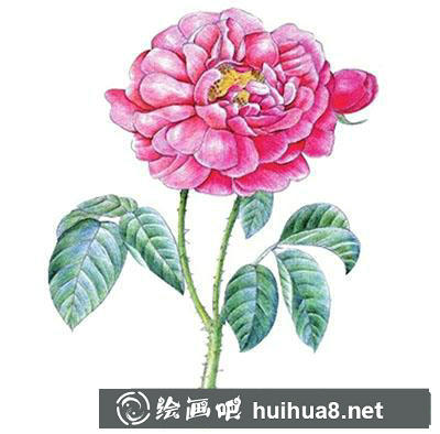 水粉畫教程：玫瑰花的繪制方法