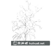 水粉畫教程金雞菊步驟