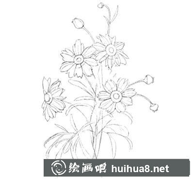 金雞菊花朵細(xì)節(jié)