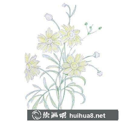 金雞菊基底色填充