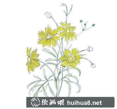 金雞菊深黃色上色