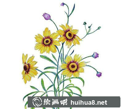 金雞菊莖葉細(xì)化