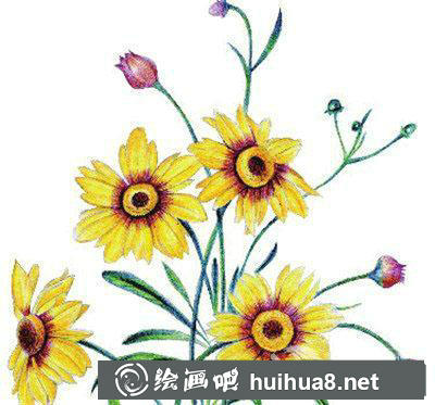 金雞菊花朵造型刻畫