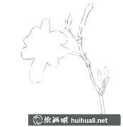 水粉畫教程萱草繪制步驟