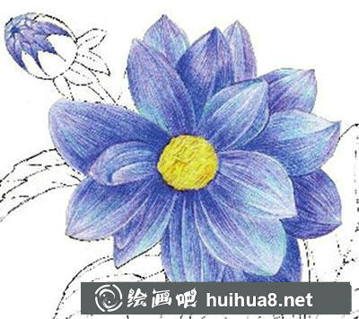 水粉畫教程：怎么畫大麗菊
