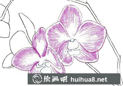 水粉畫教程：蘭花的繪制方法