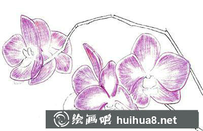 水粉畫教程：蘭花的繪制方法