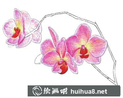 水粉畫教程：蘭花的繪制方法