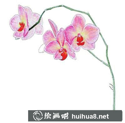 水粉畫教程：蘭花的繪制方法