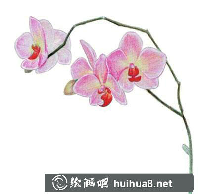 水粉畫教程：蘭花的繪制方法
