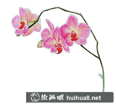 水粉畫教程：蘭花的繪制方法