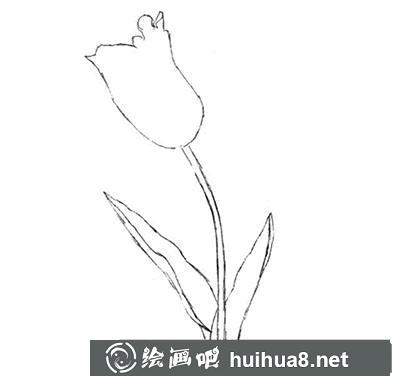水粉畫教程-郁金香怎么繪制