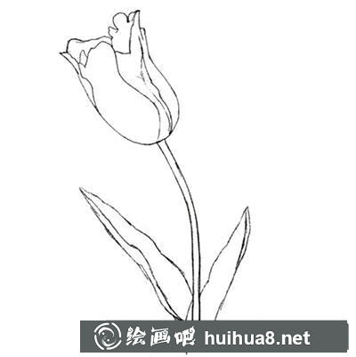 水粉畫教程-郁金香怎么繪制