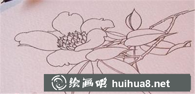 如何畫茶花