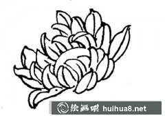 國(guó)畫(huà)教程繪制白描菊花方法