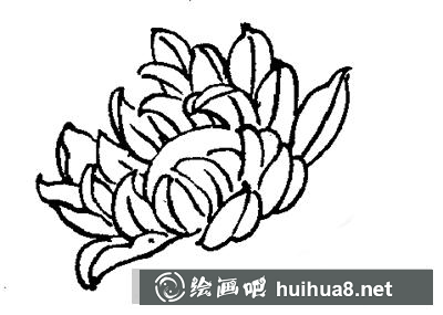 國(guó)畫教程-怎么繪制白描菊花