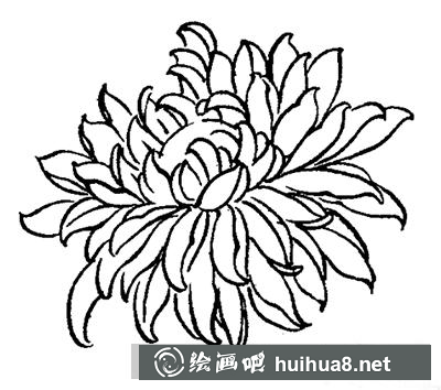 國(guó)畫教程-怎么繪制白描菊花