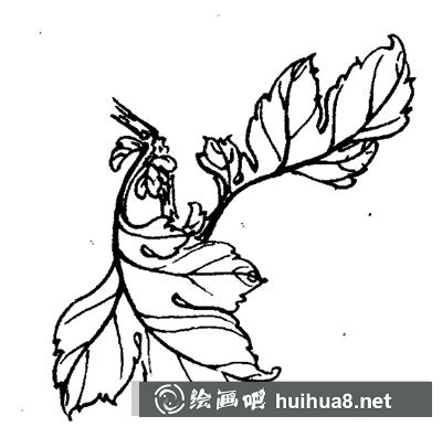 國(guó)畫教程-怎么繪制白描菊花