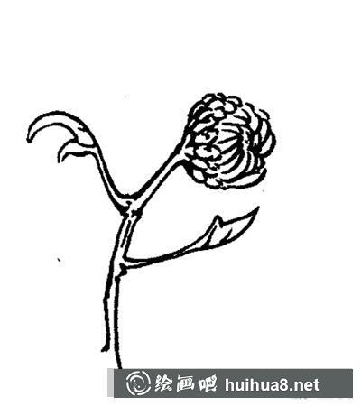 國(guó)畫教程-怎么繪制白描菊花