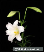 國畫教程百合花繪法