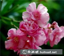 國(guó)畫(huà)教程夾竹桃繪制方法