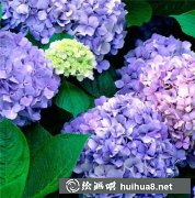 國畫教學(xué)水墨繡球花步驟解析