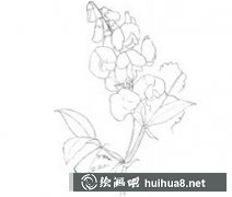 水粉畫教程豌豆花畫法