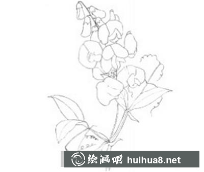 水粉畫教程：豌豆花的畫法