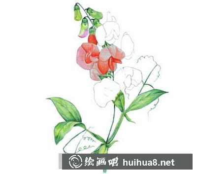 水粉畫教程：豌豆花的畫法