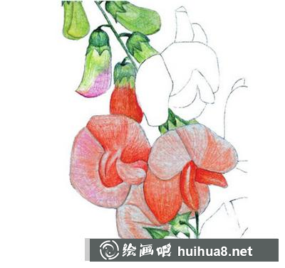 水粉畫教程：豌豆花的畫法