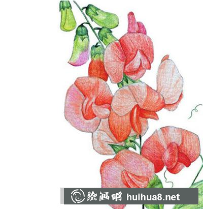 水粉畫教程：豌豆花的畫法
