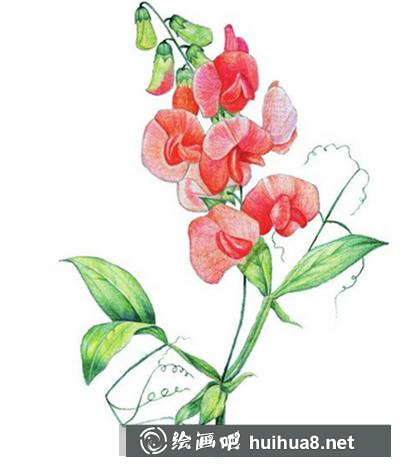 水粉畫教程：豌豆花的畫法