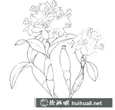 水粉畫教程：石斛蘭的畫法
