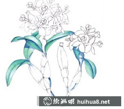 水粉畫教程：石斛蘭的畫法