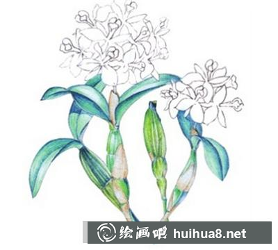 水粉畫教程：石斛蘭的畫法