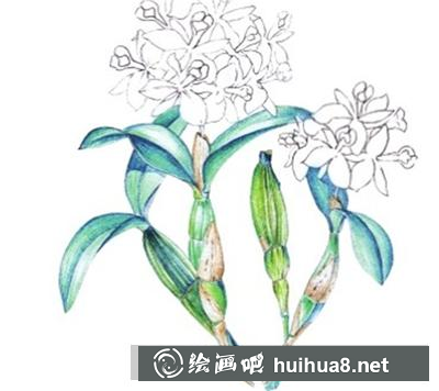 水粉畫教程：石斛蘭的畫法